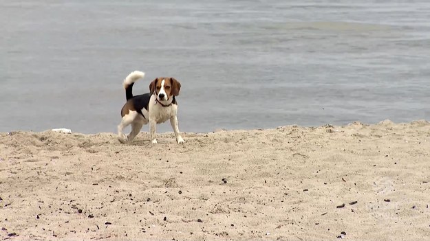 Na plażach tłumy turystów, a między kocami biegają czworonogi. Nie każdemu odpowiada zachowanie psów na plażach, a i zwierzęta w upałach, na rozgrzanym piasku nie czują się komfortowo. Jak mają się do tego przepisy, dobre obyczaje i praktyka? Sprawdzała w Trójmieście Anna Gonia-Kuc.