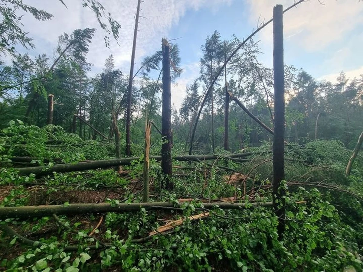 "Wchodzenie i poruszanie się po sopockich lasach może stanowić zagrożenie dla życia i zdrowia" - informuje Nadleśnictwo Gdańsk. Tym samym zwraca się z prośbą do mieszkańców i turystów o zrezygnowanie z leśnych wędrówek.