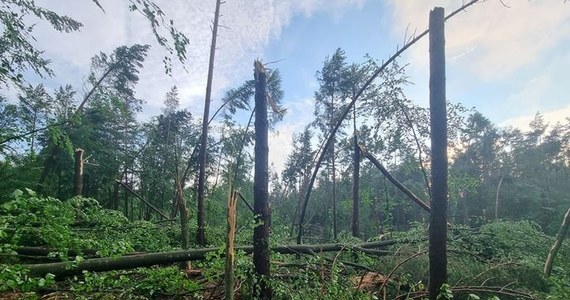 "Wchodzenie i poruszanie się po sopockich lasach może stanowić zagrożenie dla życia i zdrowia" - informuje Nadleśnictwo Gdańsk. Tym samym zwraca się z prośbą do mieszkańców i turystów o zrezygnowanie z leśnych wędrówek.