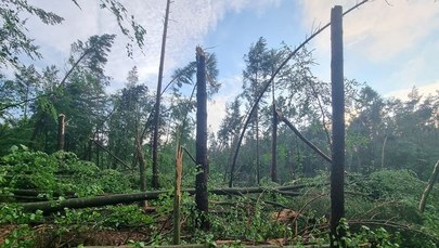 Nadleśnictwo Gdańsk apeluje o niewchodzenie do lasów 