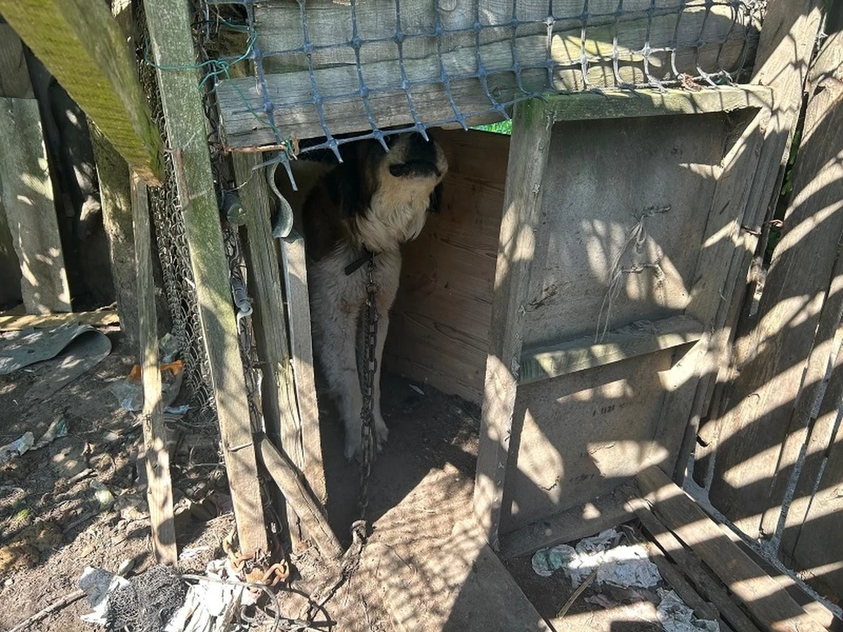 Dwa chore i niedożywione psy odebrali nieodpowiedzialnemu właścicielowi policjanci we współpracy z Ogólnopolskim Towarzystwem Ochrony Zwierząt Animals w Tczewie. Jednego z psiaków nie udało się uratować. 26-latek odpowie za znęcanie się nad zwierzętami.    