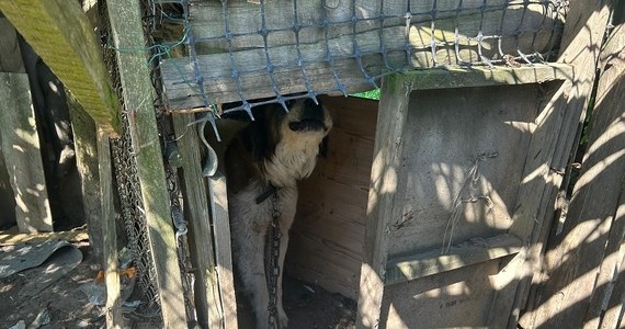 Dwa chore i niedożywione psy odebrali nieodpowiedzialnemu właścicielowi policjanci we współpracy z Ogólnopolskim Towarzystwem Ochrony Zwierząt Animals w Tczewie. Jednego z psiaków nie udało się uratować. 26-latek odpowie za znęcanie się nad zwierzętami.    