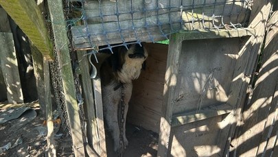 26-latek może odpowiedzieć za znęcanie nad zwierzętami  