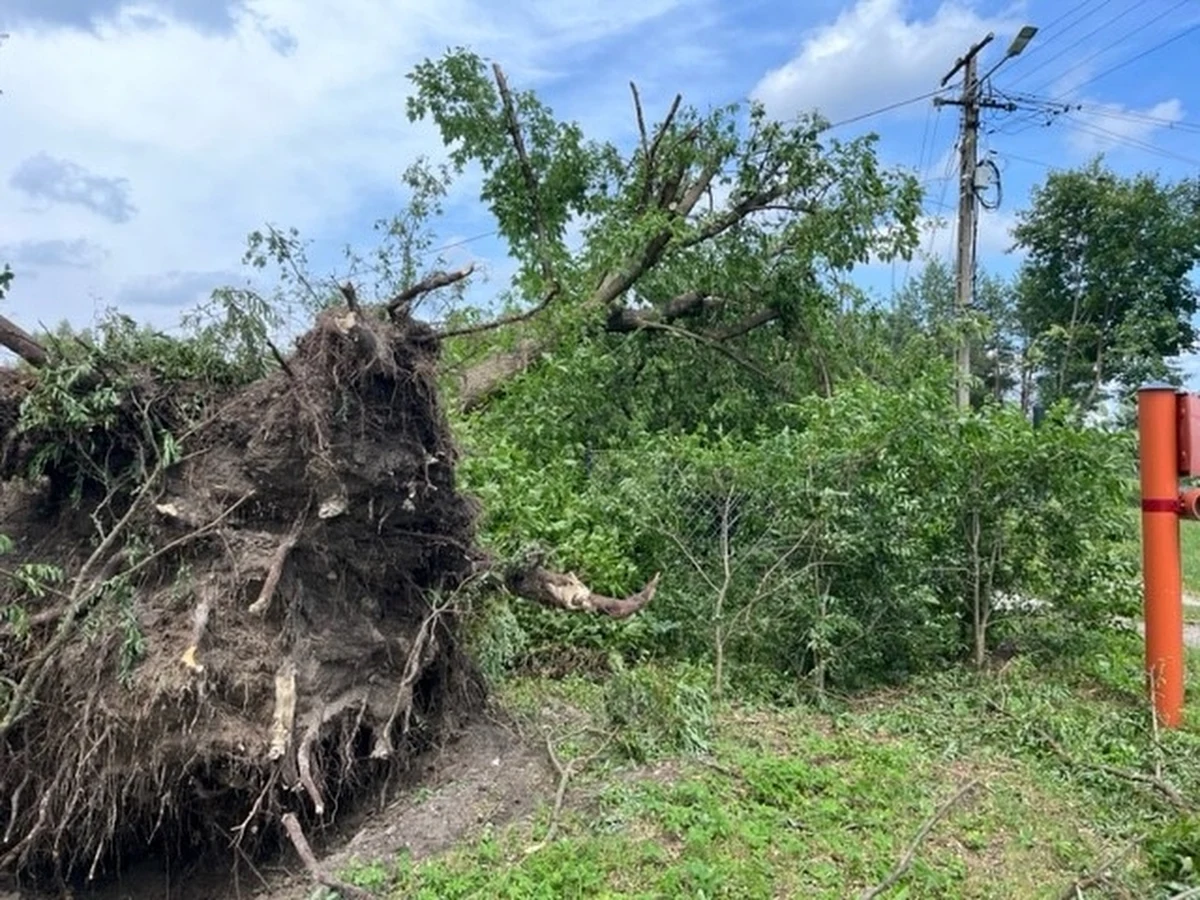 W lubelskiej gminie Trawniki trwa usuwanie szkód po wczorajszej nawałnicy, która przeszła nad regionem. Silny wiatr powalił i połamał setki drzew, uszkodzonych jest wiele dachów na budynkach mieszkalnych i gospodarczych, energetycy naprawiają uszkodzone linie energetyczne, a strażacy jeżdżą z miejsca na miejsce, bo w kolejce mają jeszcze wiele zgłoszeń.