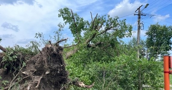 W lubelskiej gminie Trawniki trwa usuwanie szkód po wczorajszej nawałnicy, która przeszła nad regionem. Silny wiatr powalił i połamał setki drzew, uszkodzonych jest wiele dachów na budynkach mieszkalnych i gospodarczych, energetycy naprawiają uszkodzone linie energetyczne, a strażacy jeżdżą z miejsca na miejsce, bo w kolejce mają jeszcze wiele zgłoszeń.