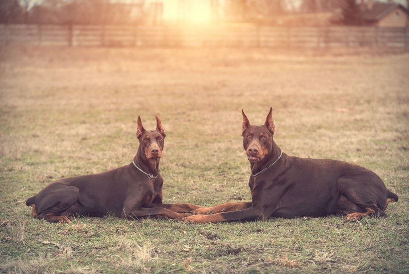 Doberman Rośliny i zwierzęta - najważniejsze informacje