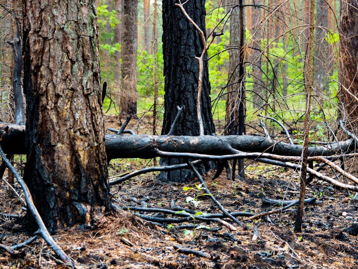 W gminie Żarki na północy województwa śląskiego prawdopodobnie grasuje podpalacz. Sprawę zgłoszono policji, ale działają też lokalne władze i leśnicy, którzy postanowili poprosić o pomoc mieszkańców. Wyznaczyli nagrodę za wskazanie ewentualnego podpalacza.