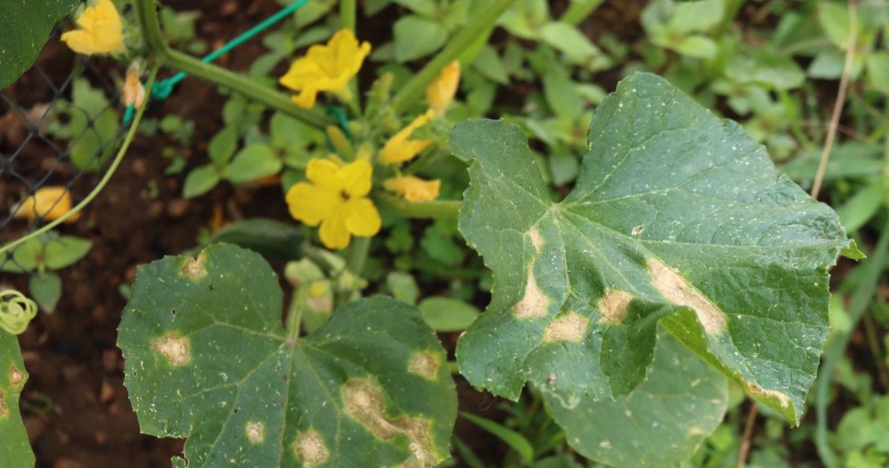 Widzisz takie plamy na liściach ogórków? Nie czekaj, mogą zniszczyć warzywnik