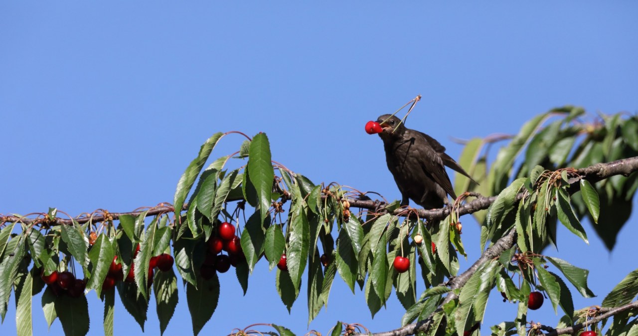 Szpaki więcej nie tkną twoich owoców. Wystarczy, iż położysz w ogrodzie to