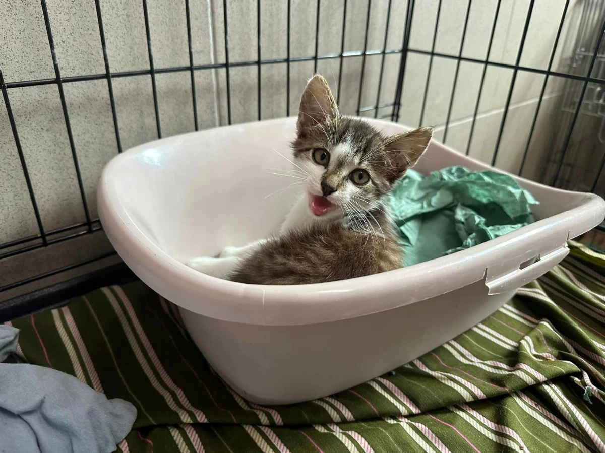 Krakowskie schronisko dla bezdomnych zwierząt pilnie apeluje o pomoc. Przed sezonem urlopowym masowo zaczęło przybywać niechcianych psów i kotów.