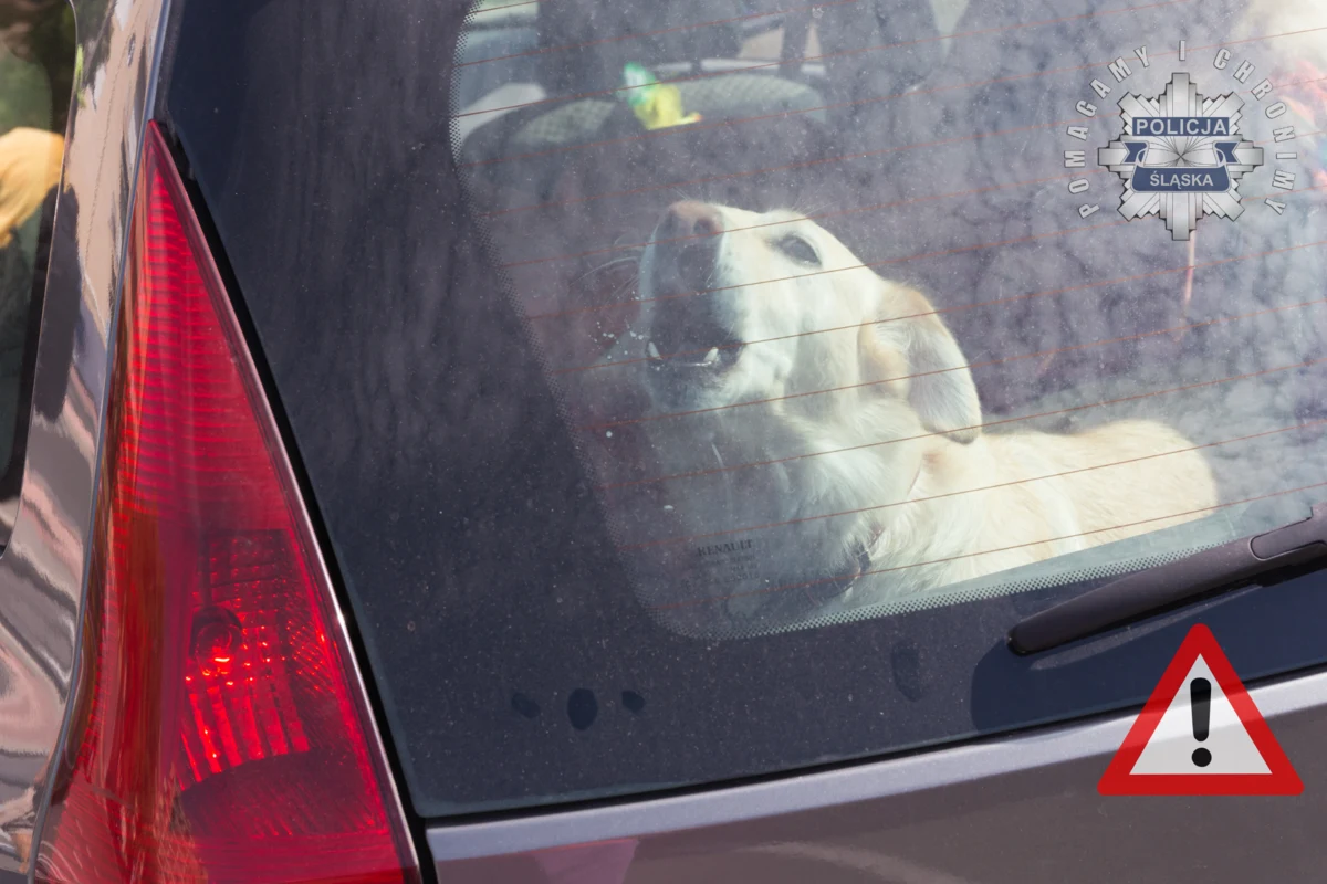 Policjanci z Częstochowy uratowali wyczerpanego psa, który przez kilka godzin był zamknięty w nagrzanym aucie. Pojazd był zaparkowany przy szpitalu. 
