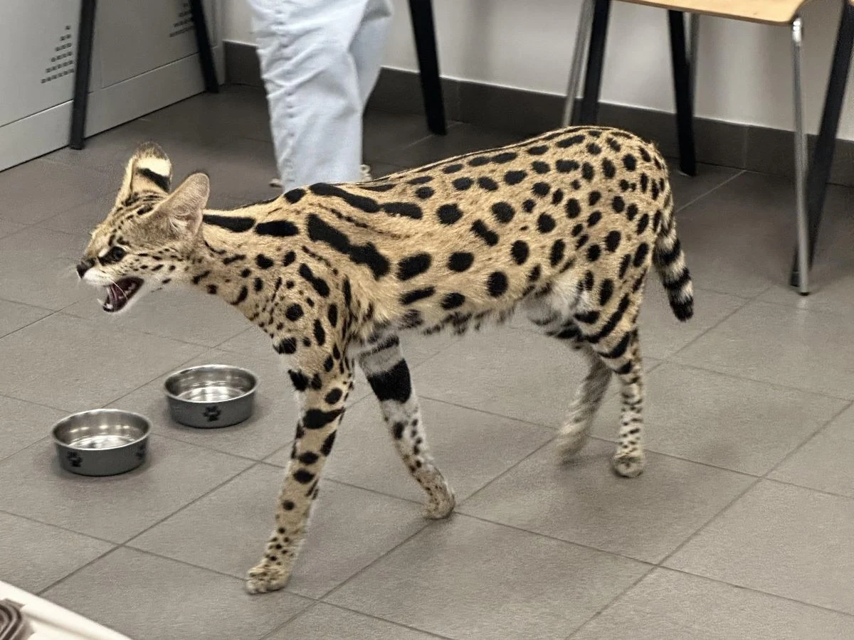 Celnicy w Korczowej udaremnili przemyt żywego serwala. Kobieta, która przewoziła go w kontenerze, na tylnym siedzeniu samochodu, twierdziła, że to zwykły domowy kot.   