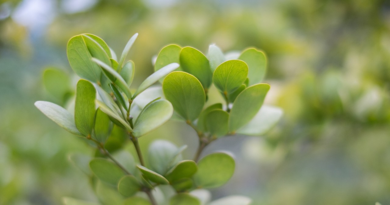 Do złudzenia przypomina bukszpan. Jest jednak łatwiejszy w uprawie i odporny na ćmę