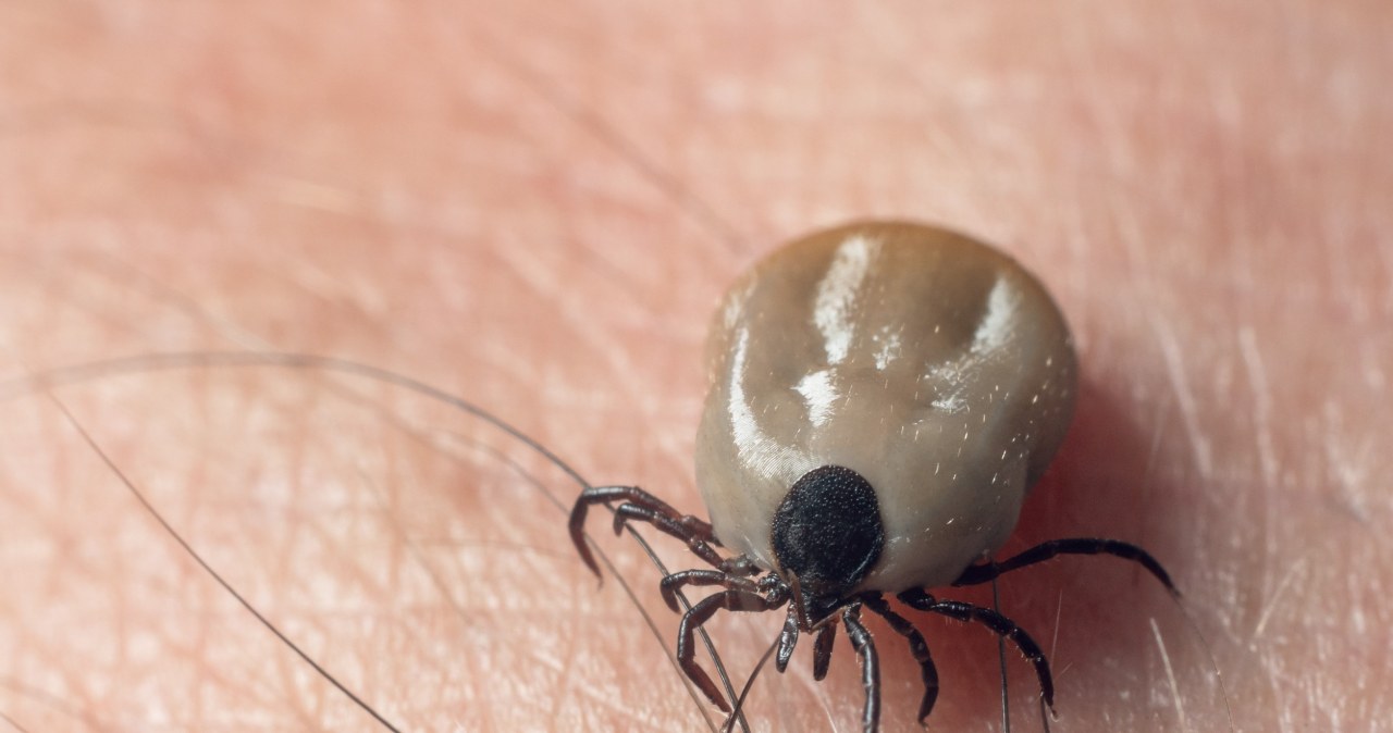 Srogi mróz skutecznie zneutralizuje kleszcze? Mowa o biologicznym uśpieniu