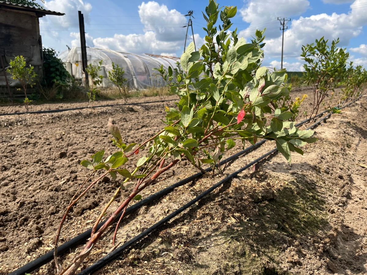 Sadownicy z Mazowsza liczą straty po ulewach i wichurach, które nawiedziły ten region w ostatnich dniach. Żywioł największe szkody wyrządził m.in w powiecie grójeckim. Z plantatorami z Michałowa Dolnego w gminie Warka rozmawiała reporterka RMF FM Anna Zakrzewska. 