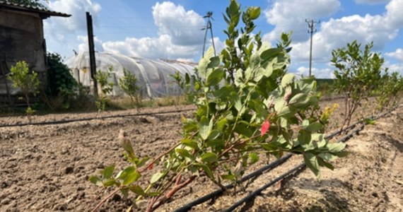 Sadownicy z Mazowsza liczą straty po ulewach i wichurach, które nawiedziły ten region w ostatnich dniach. Żywioł największe szkody wyrządził m.in w powiecie grójeckim. Z plantatorami z Michałowa Dolnego w gminie Warka rozmawiała reporterka RMF FM Anna Zakrzewska. 