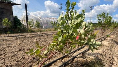 Sadownicy z Mazowsza liczą straty po nawałnicach