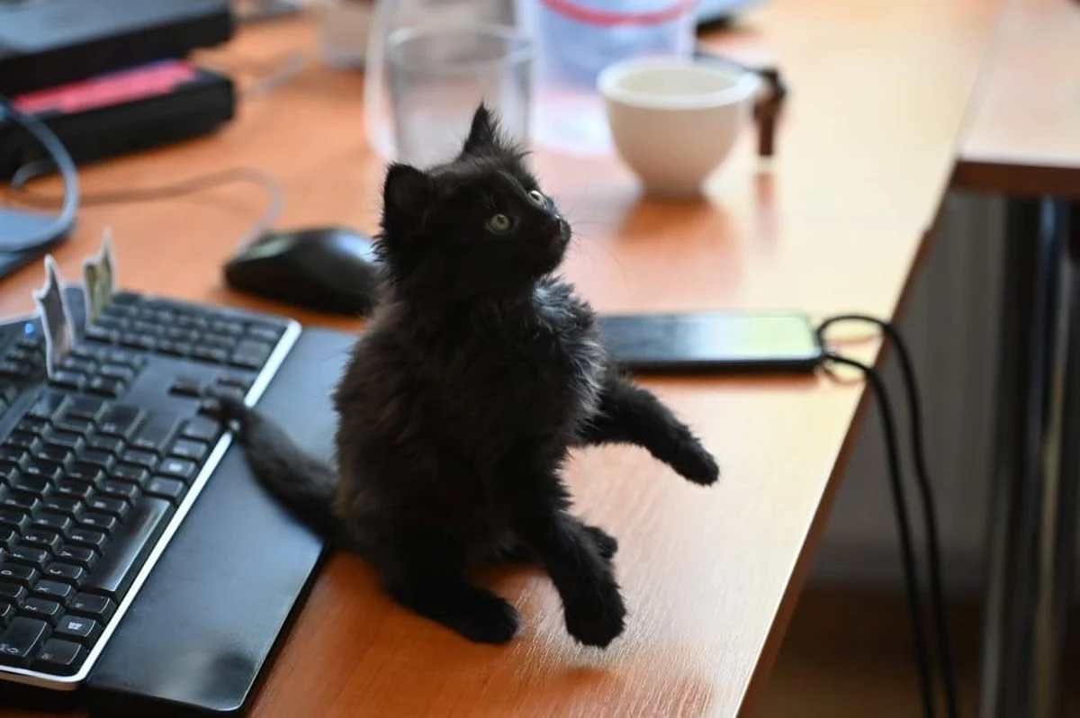 Rango został uratowany na podwórku siedziby litewskiego Ministerstwa Spraw Zagranicznych i został oficjalnie włączony do kadr dyplomacji naszych sąsiadów. Rango jest czarnym kociakiem.