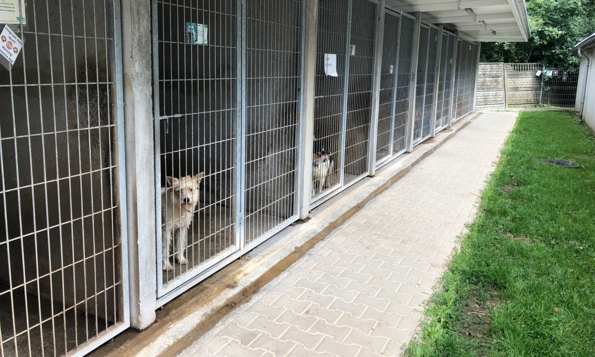 Rekordowo dużo psów i kotów czeka na nowych właścicieli w wielu schroniskach dla bezdomnych zwierząt. Tak jest m.in. w schronisku w Dyminach pod Kielcami, którego pracownicy przyznają, że to z jednej strony efekt wakacyjnych wyjazdów, a z drugiej gwałtownej pogody. W czasie ostatnich burz wiele przestraszonych zwierząt uciekło ze swoich domów.