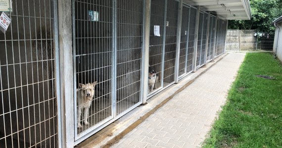 Rekordowo dużo psów i kotów czeka na nowych właścicieli w wielu schroniskach dla bezdomnych zwierząt. Tak jest m.in. w schronisku w Dyminach pod Kielcami, którego pracownicy przyznają, że to z jednej strony efekt wakacyjnych wyjazdów, a z drugiej gwałtownej pogody. W czasie ostatnich burz wiele przestraszonych zwierząt uciekło ze swoich domów.