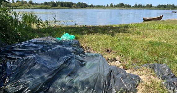 Tysiące martwych ryb wyłowiono z jeziora Ściegiennego w Lubelskiem. Zapakowane w worki i przykryte folią leżą na niewielkiej, całkiem pustej plaży. Sprawą zajęły się już Wody Polskie.