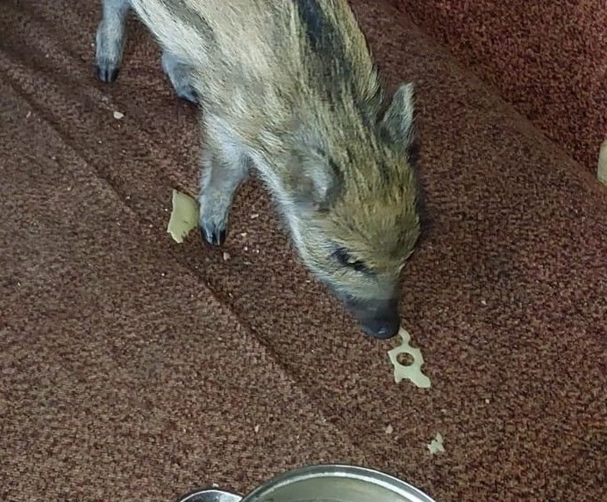 Podobne zachowanie, choć wynikające z dobroci serca, nie powinno znajdować naśladowców. Pewien mieszkaniec Garwolina (woj. mazowieckie) przygarnął do swojego mieszkania małego dzika, którego znalazł w lesie. Oprócz złamania przepisów prawa łowieckiego mógł zaszkodzić również prawidłowemu rozwojowi zwierzęcia.