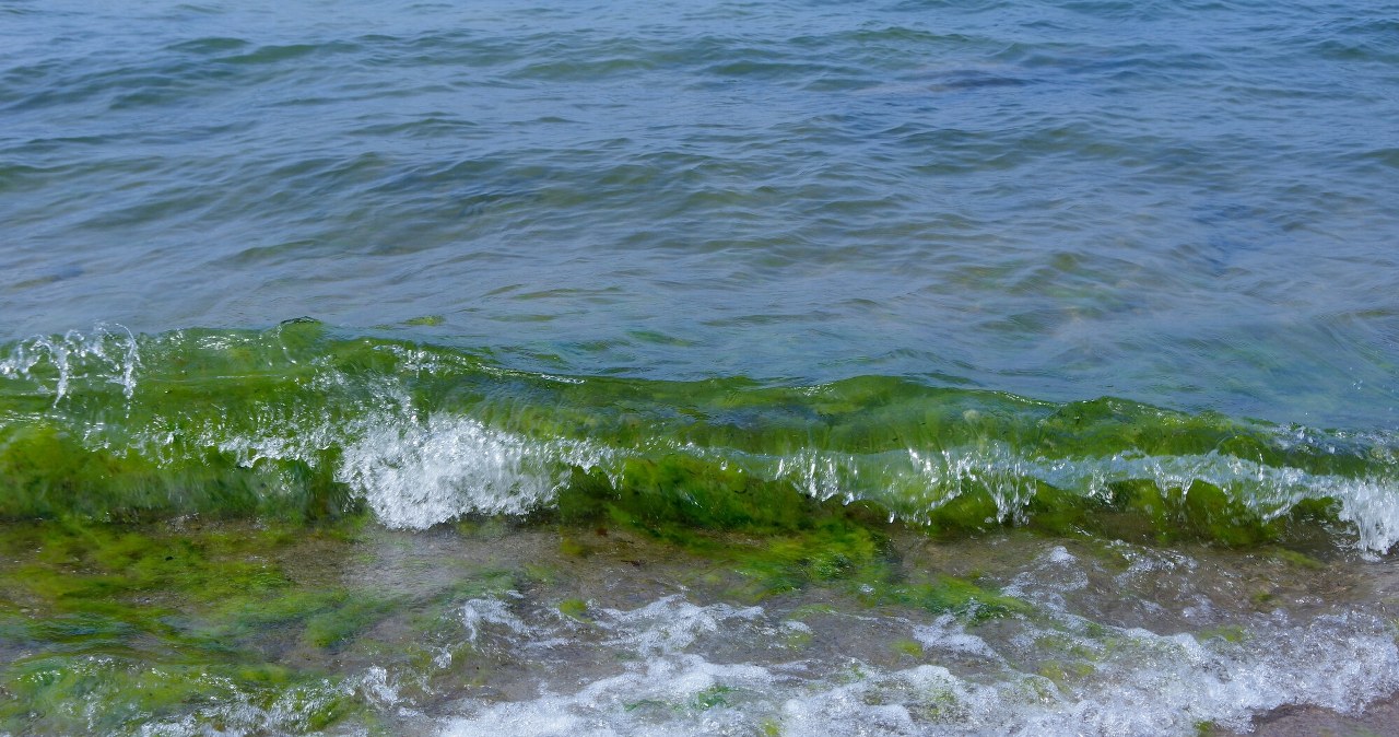 Wszystkie kąpieliska w Gdyni wyłączone. Sinice kwitną na potęgę