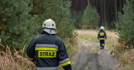 Udało się opanować pożar młodnika w Witnicy w Zachodniopomorskiem. W akcji gaśniczej uczestniczyło około 50 strażaków.