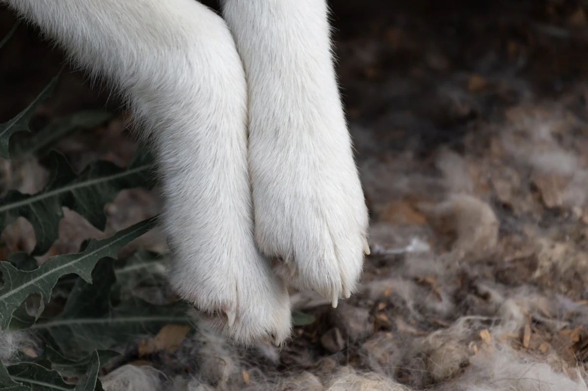 Do pięciu lat więzienia grozi 72-latkowi z Bodzentyna, który zabił swojego psa. Mężczyzna twierdził, że chciał choremu zwierzęciu ulżyć w cierpieniu. Odpowie za znęcanie się ze szczególnym okrcieństwem.      