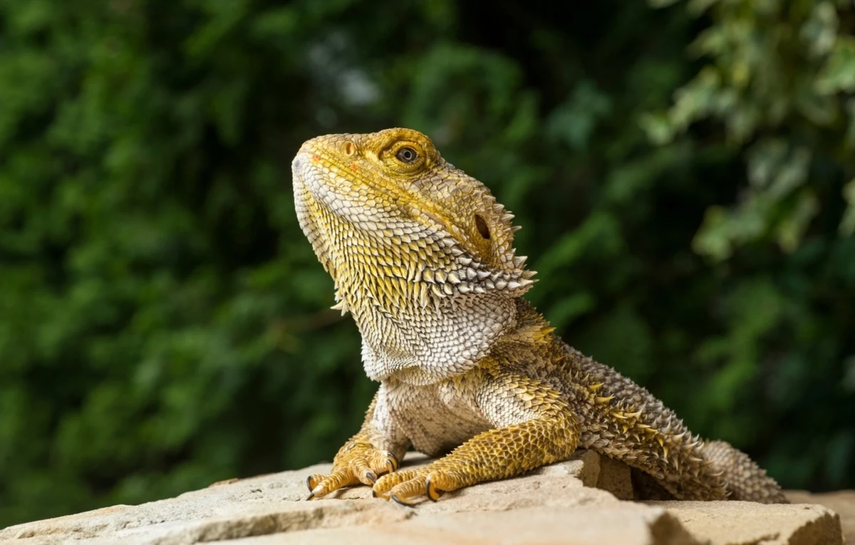 Agamę brodatą - egzotyczną jaszczurkę - w parku przy ul. Perzyńskiego w Warszawie znalazła mieszkanka osiedla Słodowiec. Gadem zaopiekowali się strażnicy z Ekopatrolu.