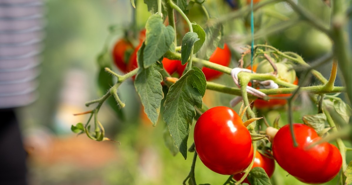 Zrób ten oprysk jeszcze w tym tygodniu. Brązowe plamy z pomidorów znikną