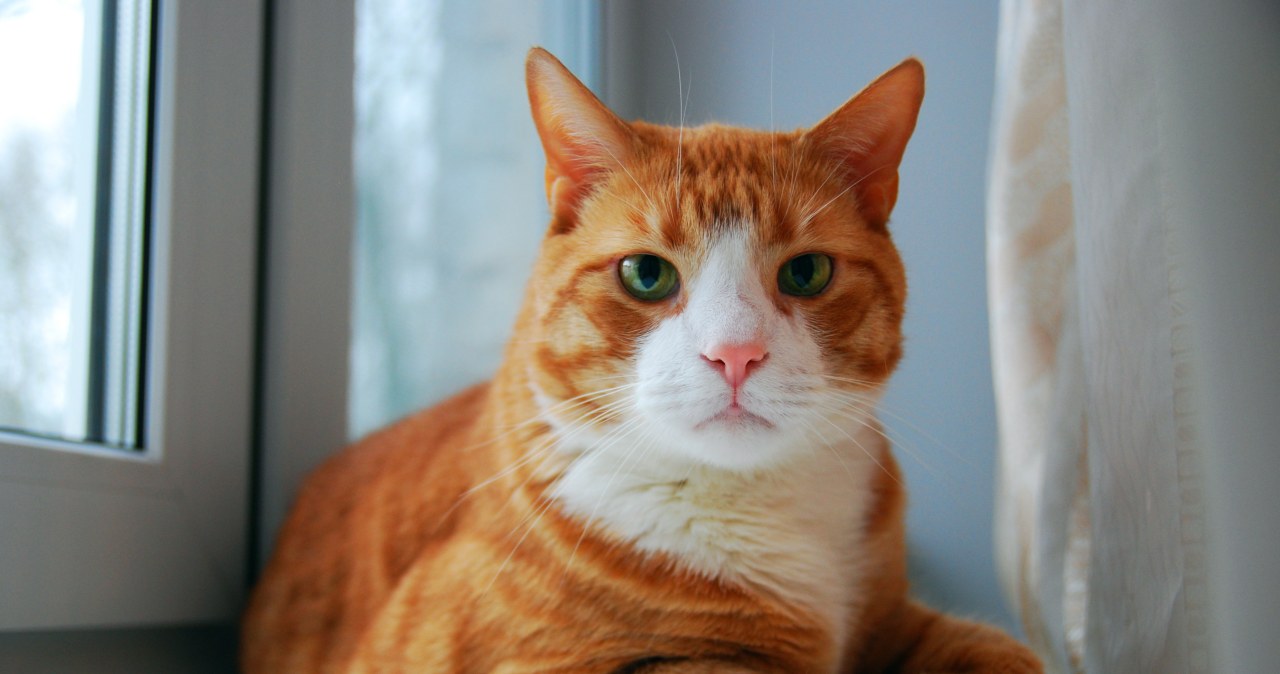 Koci dylemat: który żwirek najlepszy do kuwety?