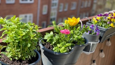 Masz piękny balkon i mieszkasz w Katowicach? Możesz wygrać nawet 2,5 tys. złotych