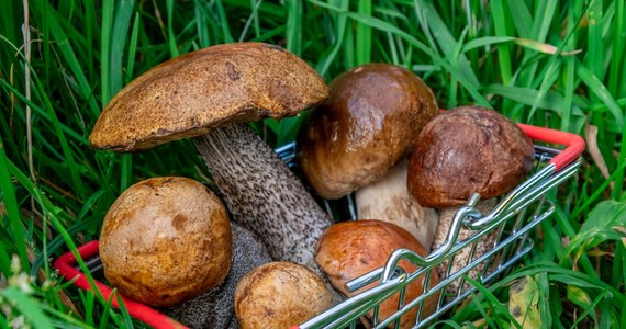 ​W lasach pojawiły się już grzyby, a wraz z nimi ryzyko pomyłek. Aby ich uniknąć, warto zanieść zebrane okazy do stacji sanepidu, gdzie bezpłatnie sprawdzą je grzyboznawcy.