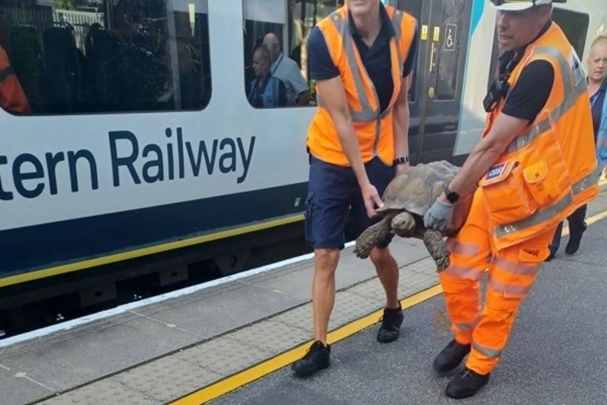 Żółw doprowadził do opóźnień pociągów w Wielkiej Brytanii. Uciekł swojemu właścicielowi i znalazł się na… torach.