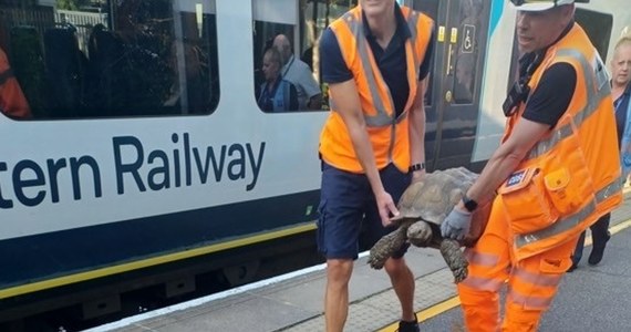 Żółw doprowadził do opóźnień pociągów w Wielkiej Brytanii. Uciekł swojemu właścicielowi i znalazł się na… torach.