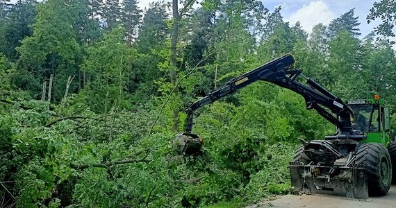 Około 40 tysięcy metrów sześciennych drzew zostało zniszczonych przez zeszłotygodniową nawałnicę na Pomorzu. Leśnicy wciąż szacują starty. Najbardziej dotknięte zostało Leśnictwo Sopot i Nadleśnictwo Kwidzyn.