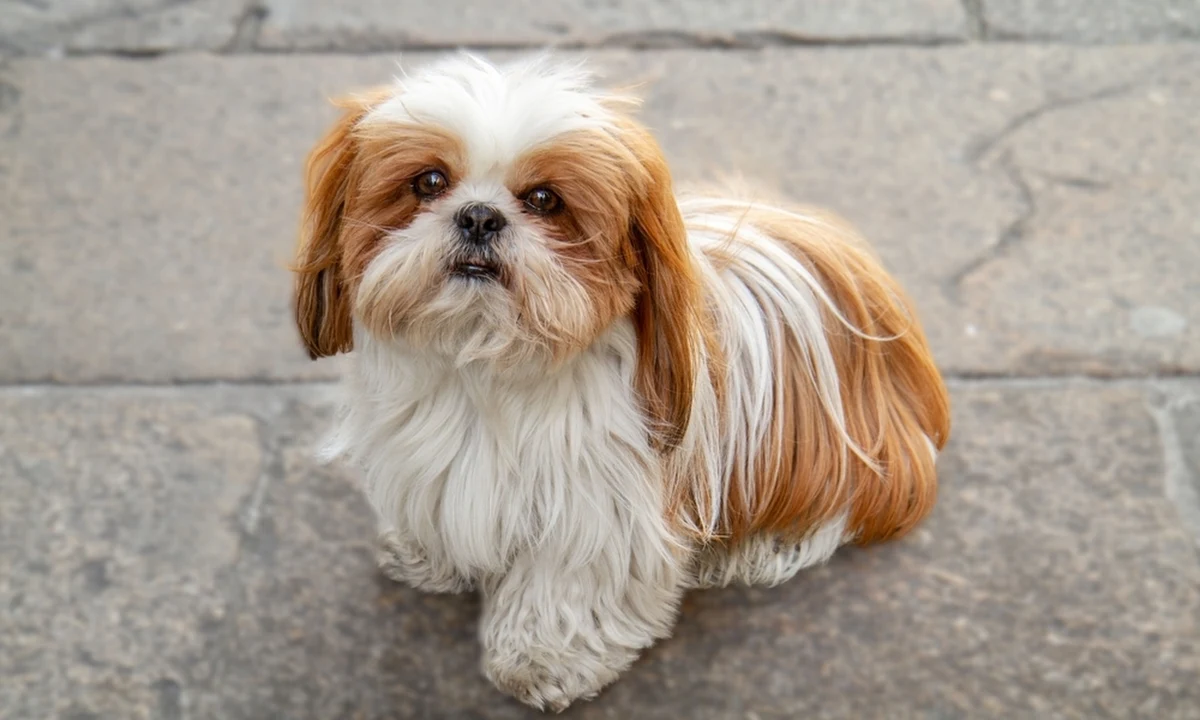 Dramatyczne chwile przeżył pies rasy shih tzu, a także jego właścicielka - kobieta zatrzasnęła swojego czworonoga wraz z kluczykami w samochodzie. Do zdarzenia doszło w Szczecinie.