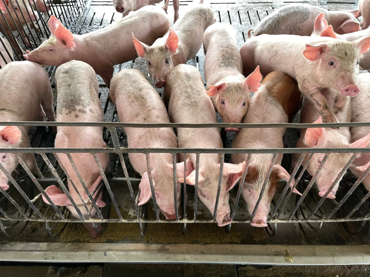 Ognisko afrykańskiego pomoru świń (ASF) potwierdziły badania próbek pobranych przez służby weterynaryjne w gospodarstwie w powiecie kwidzyńskim. Hodowla liczy około 150 świń. ASF jest zakaźny dla świń i dzików, nie jest chorobotwórczy dla ludzi. 

