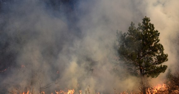 1200 turystów ewakuowano z ośrodka wakacyjnego nad zatoką San Felice koło Vieste w Apulii na południu Włoch. Powodem ewakuacji jest duży pożar lasu.