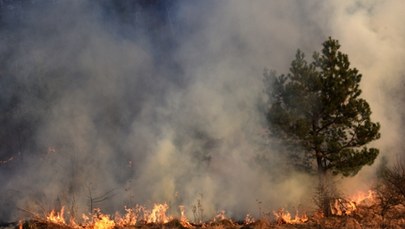 Pożar lasu we włoskiej Apulii. Ewakuowano 1200 turystów