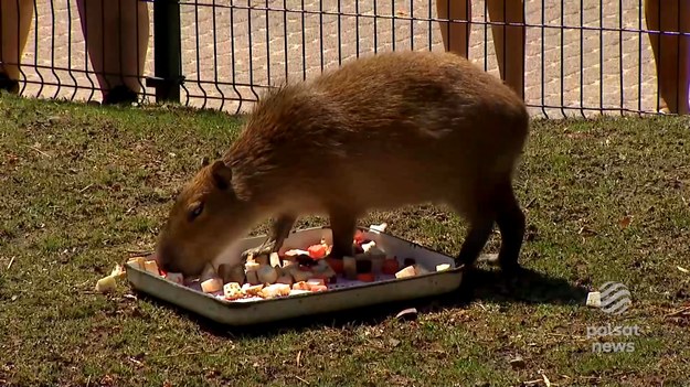 Orientarium Zoo Łódź obchodziło Dzień Kapibary. Z tej specjalnej okazji na wybieg wyjechały wybieg takie smakołyki jak marchewka, seler, miks sałat, a także ryż. Zwiedzający mieli okazję porozmawiać z opiekunami tych zwierząt. Te, spokojne, urocze i popularne cieszą się ogromną popularnością - mówią władze łódzkiego zoo. 