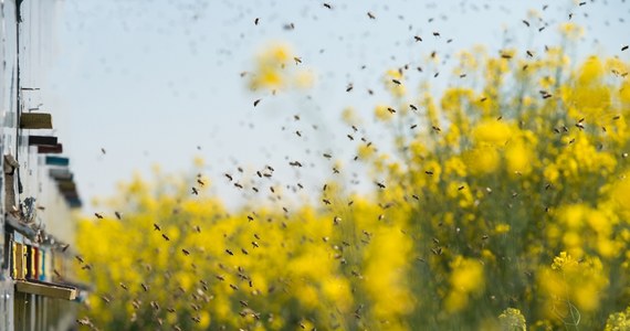 Na rok więzienia w zawieszeniu na dwa lata skazał świdnicki sąd rolnika oskarżonego o otrucie ponad 7,5 mln pszczół. W maju 2020 r. w okolicach Modliszowa opryskał on rzepak niedozwolonym pestycydem.