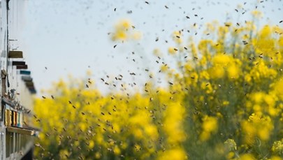 Rolnik otruł ponad 7,5 mln pszczół. Jest wyrok sądu