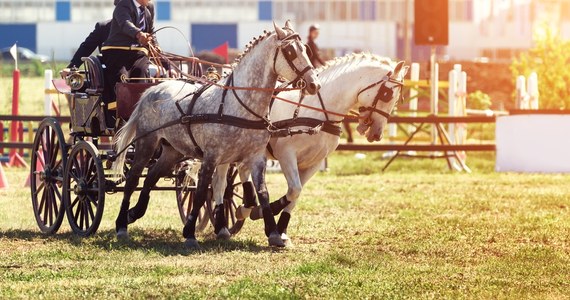 Konkurs poszukiwania furmańskiego złota, zawody o "złoty bat sołtysa" - to m.in. czeka na uczestników VII Zlotu Furmanek w Furmanach (gm. Gorzyce, woj. podkarpackie). Impreza w stylu country to jedno z nielicznych takich wydarzeń na Podkarpaciu. 