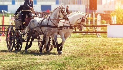 "Złoty bat sołtysa" i furmańskie złoto. Przygoda w stylu country na Podkarpaciu