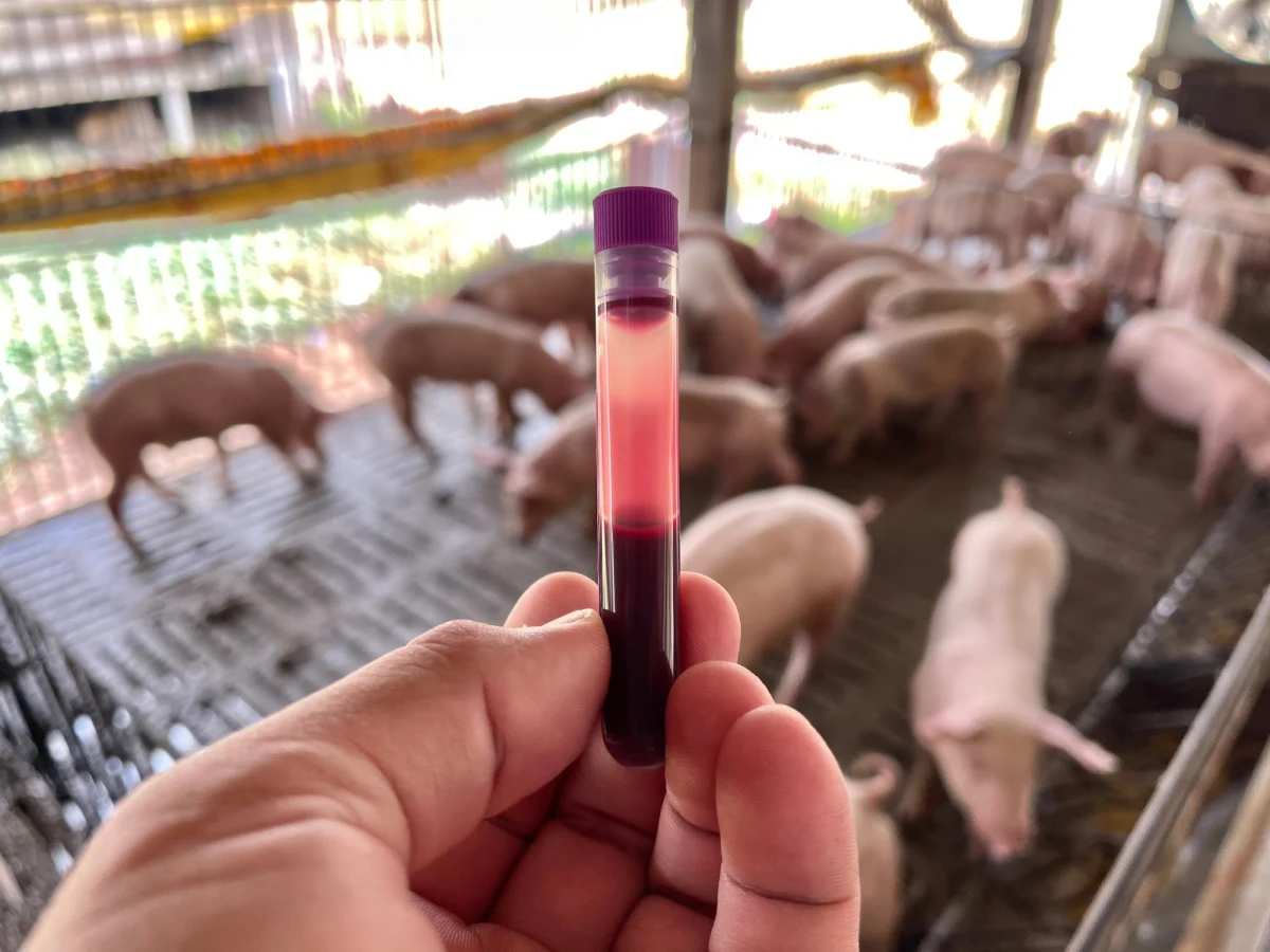 Pomorze zmaga się z problemem wirusa Afrykańskiego Pomoru Świń. Zdiagnozowano pierwsze ognisko wirusa w hodowli, która liczyła 161 świń w miejscowości Straszewo niedaleko Kwidzyna w woj.pomorskim. Ze względów bezpieczeństwa było trzeba zlikwidować hodowle.