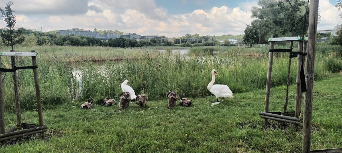 Latem nie wolno dokarmiać kaczek, gołebi i łabędzi - nawet ziarnem. Wyręczanie zwierząt powoduje, że młode uczą się, że nie muszą zdobywać pożywienia i tracą swoje instynkty. Reporterka RMF FM Agata Nurek informuje, że o niedokarmianie ptaków apeluje Zarząd Zieleni Miejskiej w Krakowie.