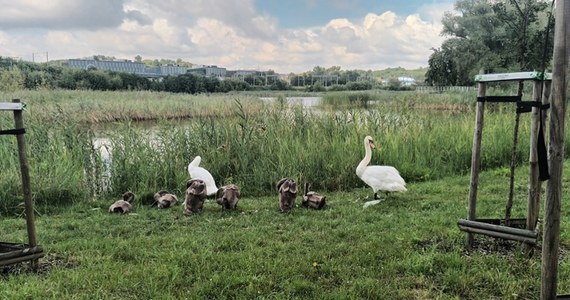 Latem nie wolno dokarmiać kaczek, gołebi i łabędzi - nawet ziarnem. Wyręczanie zwierząt powoduje, że młode uczą się, że nie muszą zdobywać pożywienia i tracą swoje instynkty. Reporterka RMF FM Agata Nurek informuje, że o niedokarmianie ptaków apeluje Zarząd Zieleni Miejskiej w Krakowie.