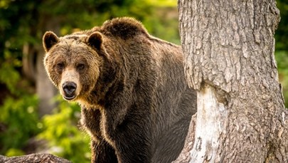 Mężczyzna uratował życie. Zadał niedźwiedzicy zaskakujący cios